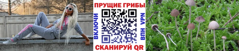 Галлюциногенные грибы мицелий  MEGA зеркало  Тайга  даркнет сайт 